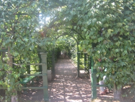 Беседки и берсо Верхнего сада - Берсо со вьющимися растяниями